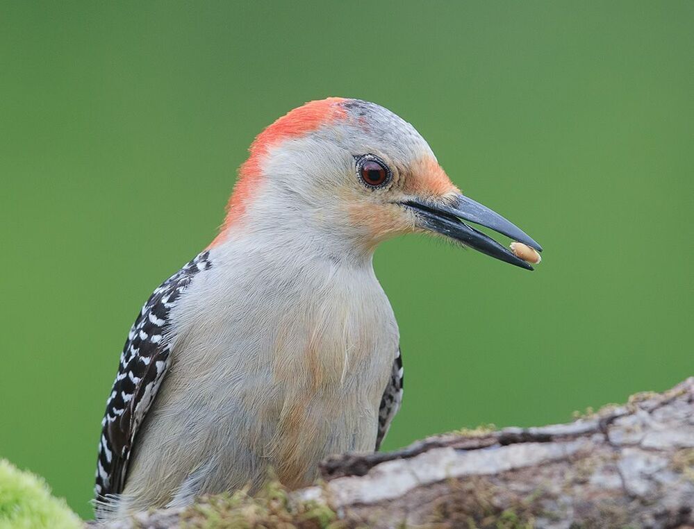 Дятлы - (Каролинский меланерпес - Red-bellied Woodpecker)