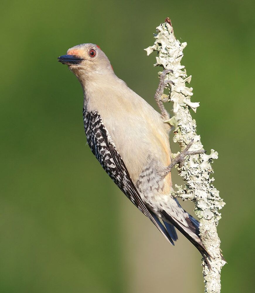 Дятлы - (Каролинский меланерпес - Red-bellied Woodpecker)