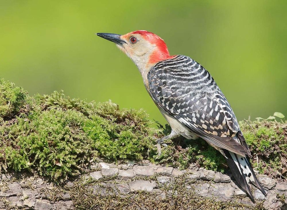 Дятлы - (Каролинский меланерпес - Red-bellied Woodpecker)