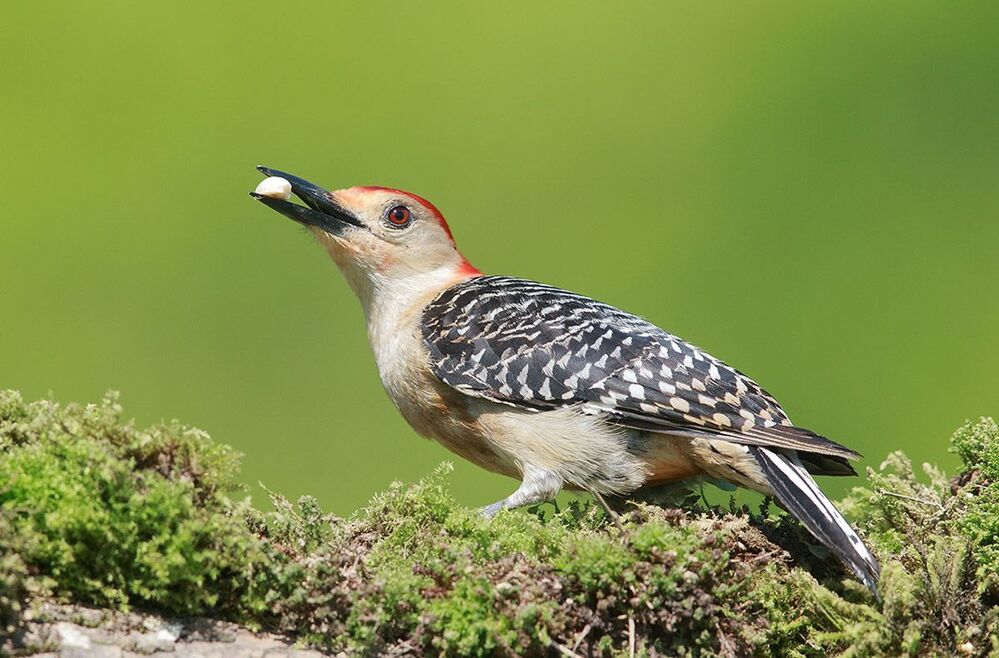 Дятлы - (Каролинский меланерпес - Red-bellied Woodpecker)