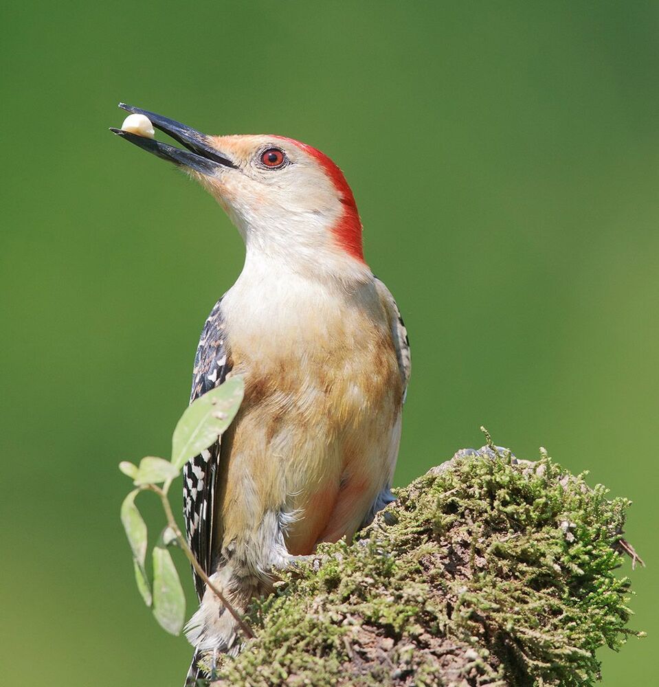 Дятлы - (Каролинский меланерпес - Red-bellied Woodpecker)