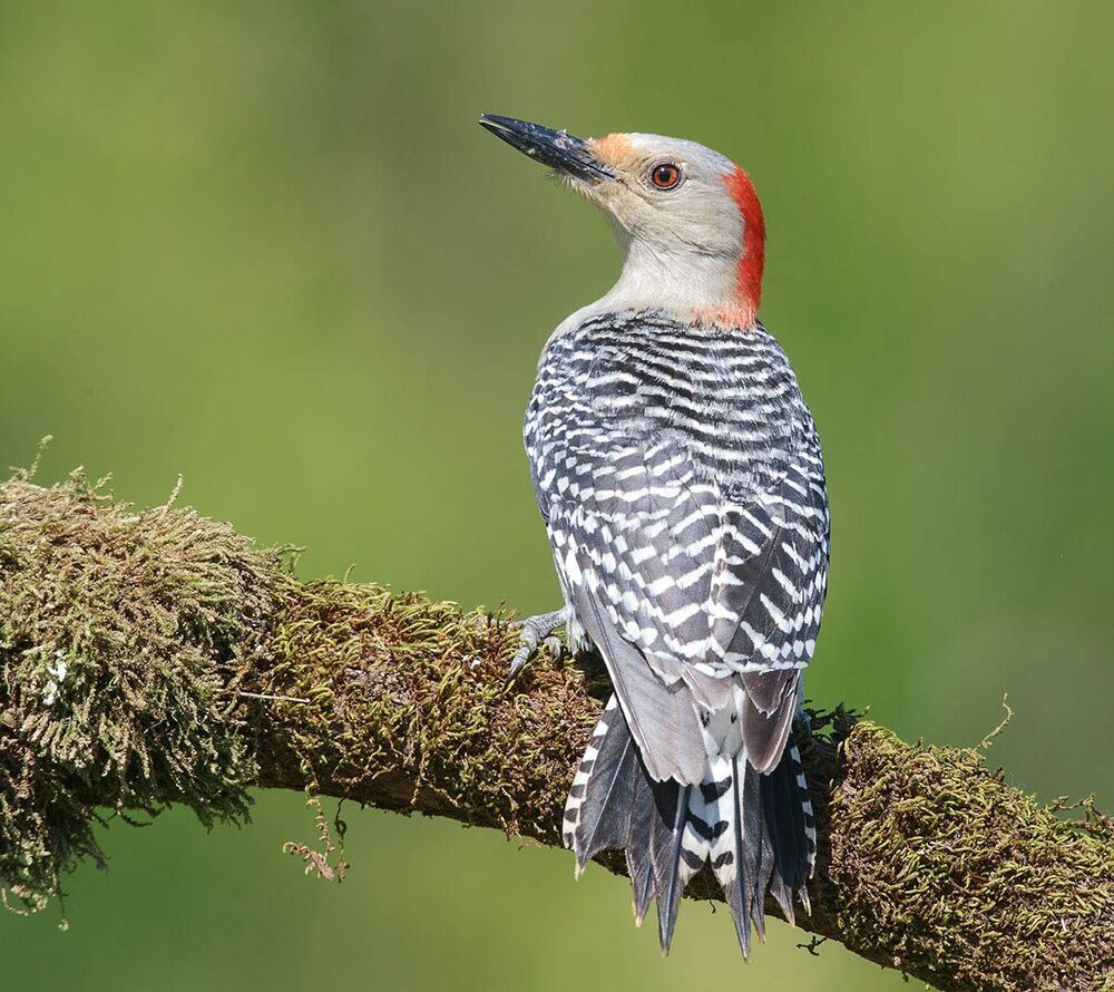 Дятлы - (Каролинский меланерпес - Red-bellied Woodpecker)