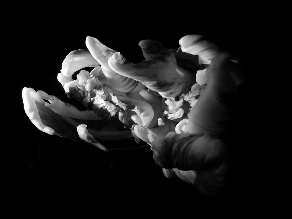 The feelings of the flower