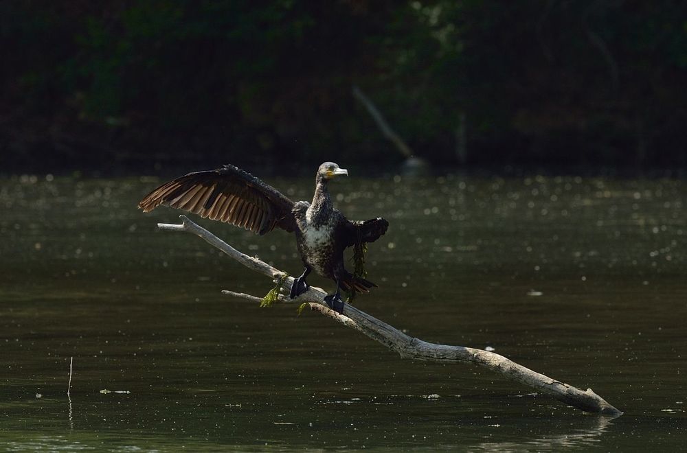 Wings lost because of man's rope