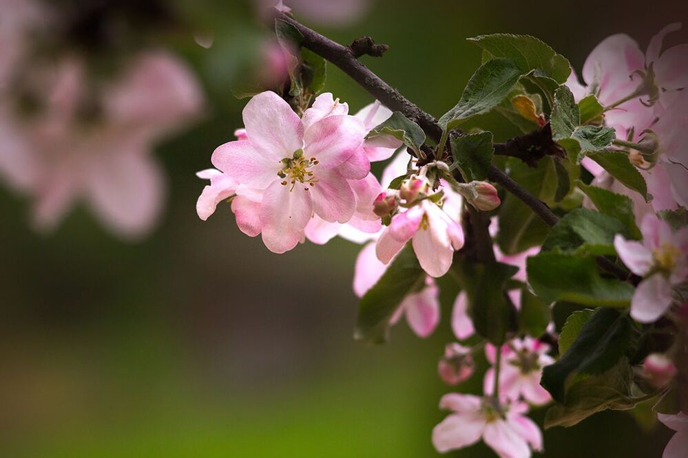 Photo 699967