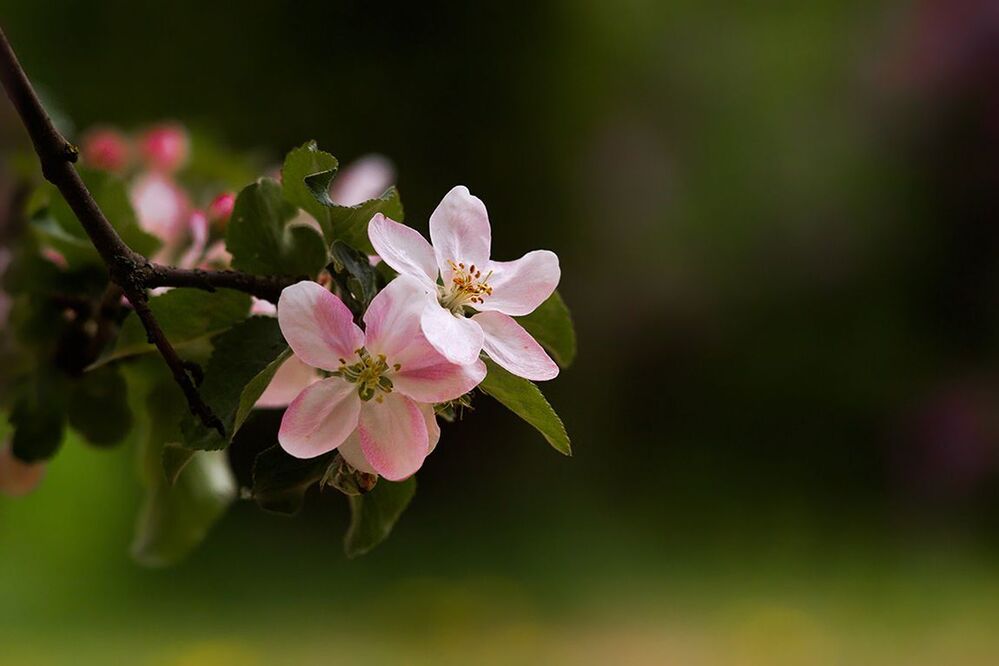 Photo 699968