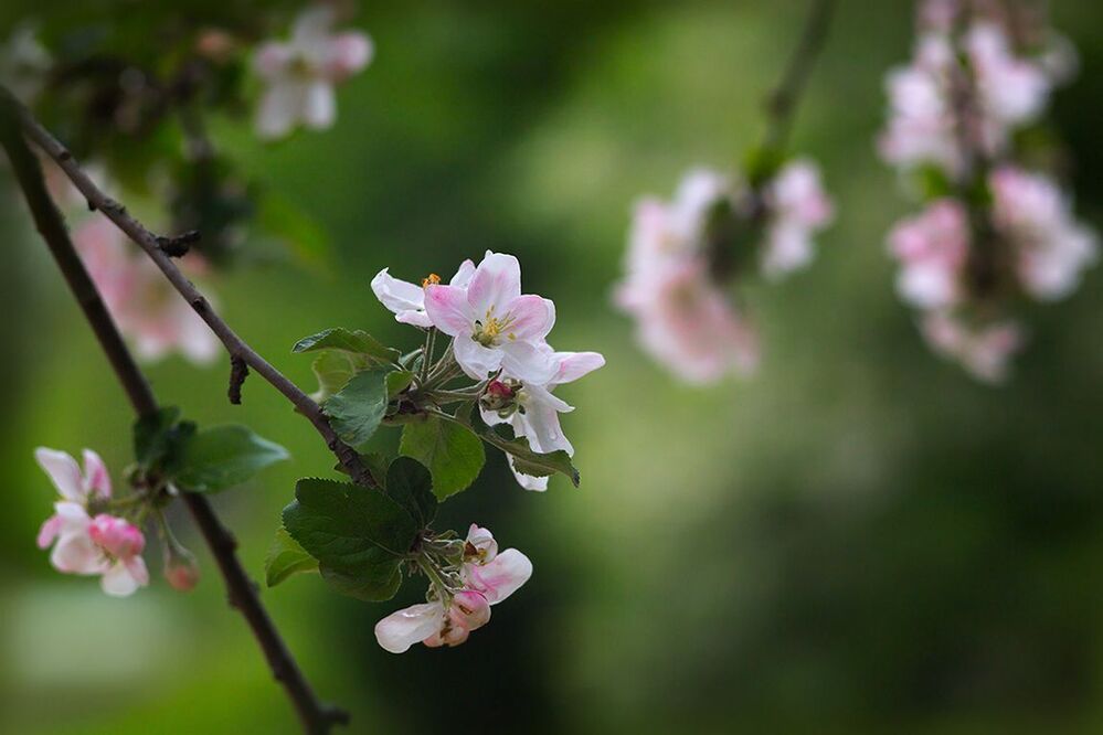 Photo 699970