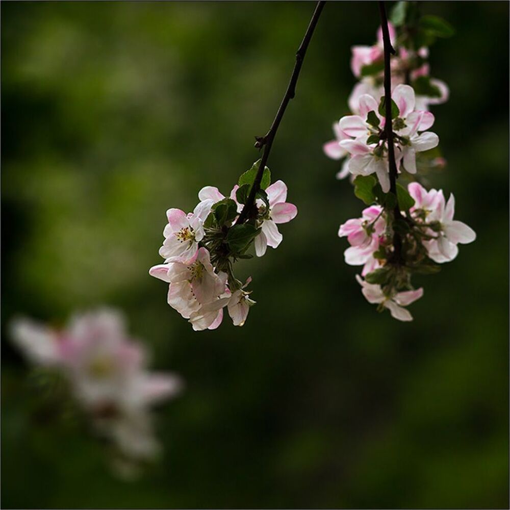 Photo 699971