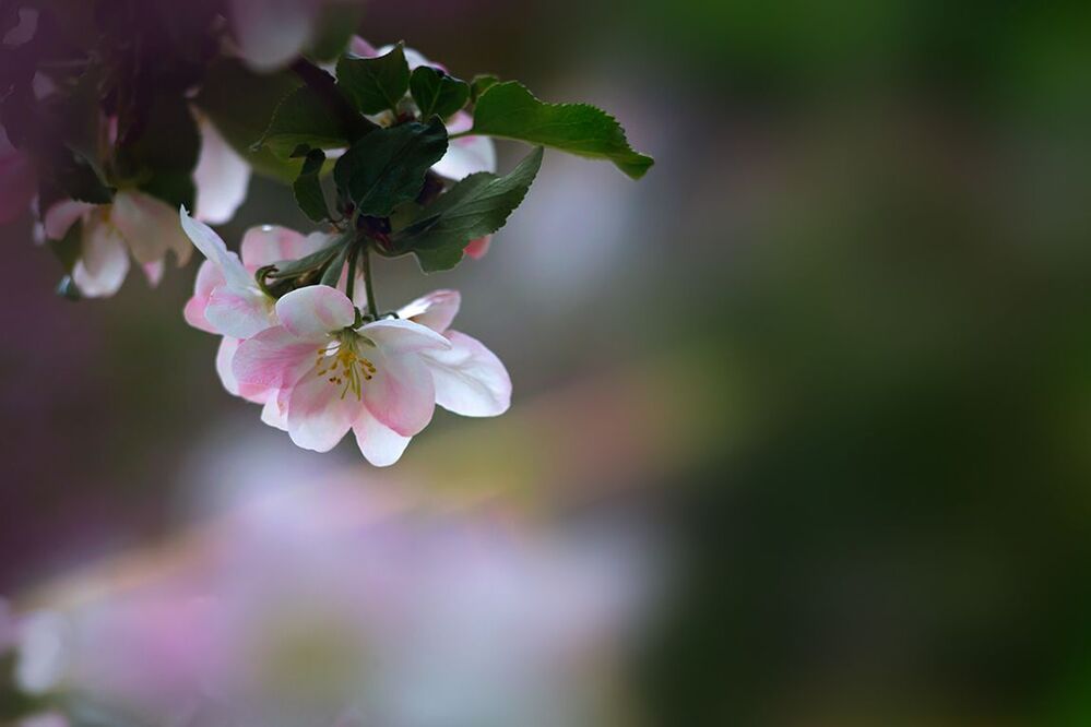 Photo 699972