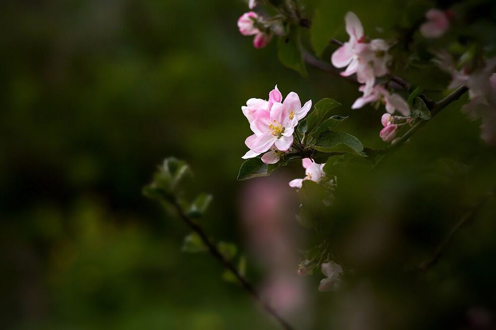 Photo 699973