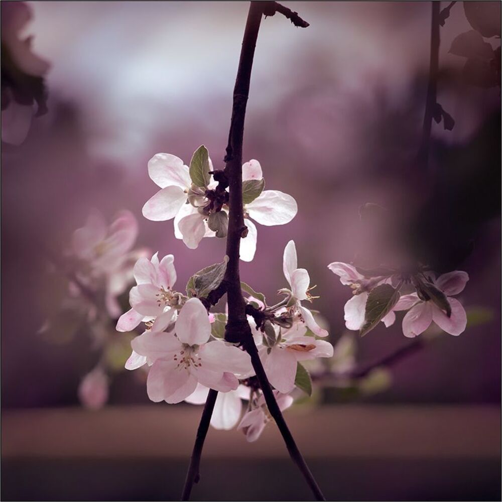 Photo 699974