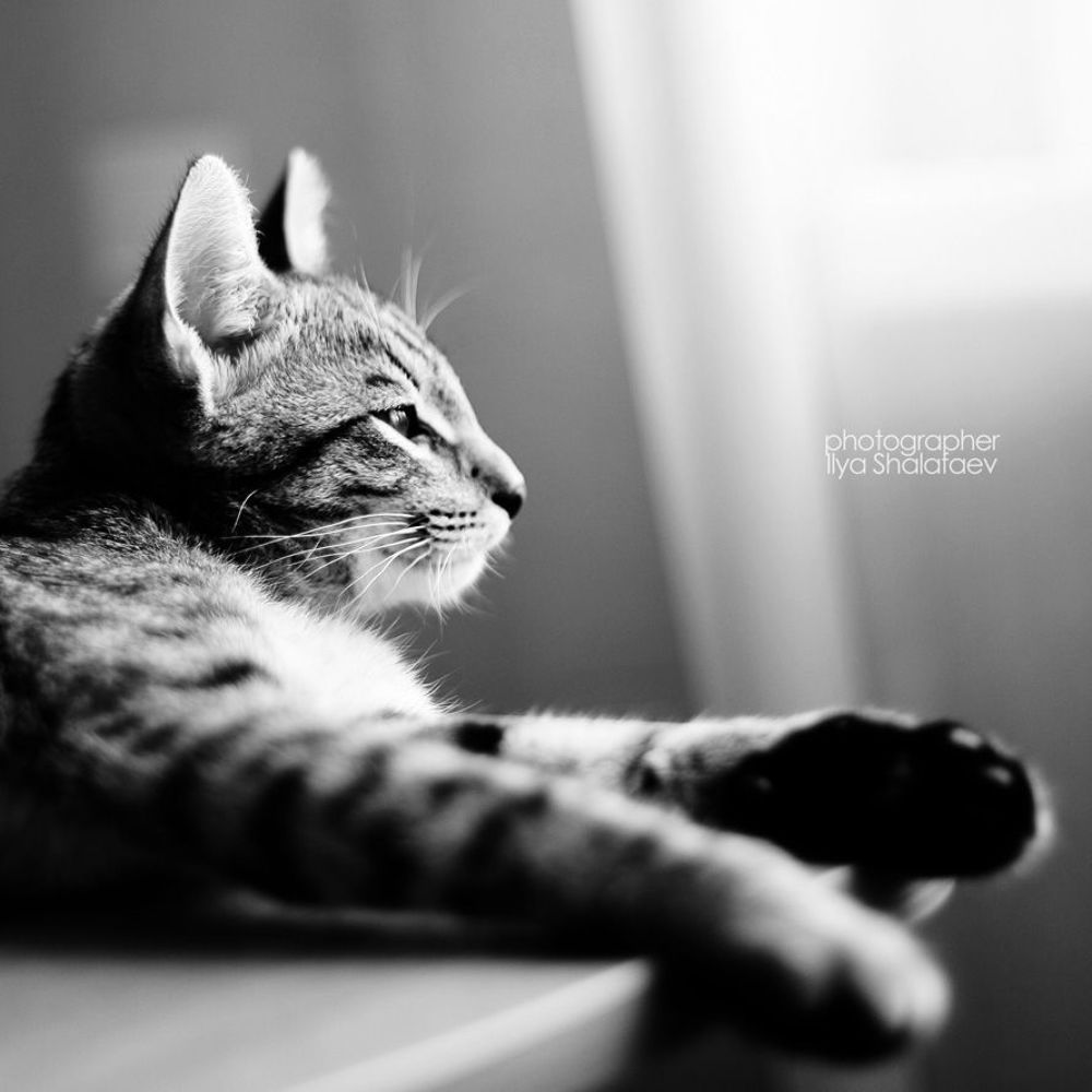 моя скотина
