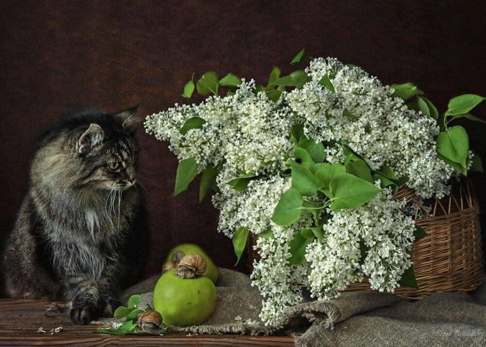 - Ну и где тут цветочное счастье с пятью лепестками?