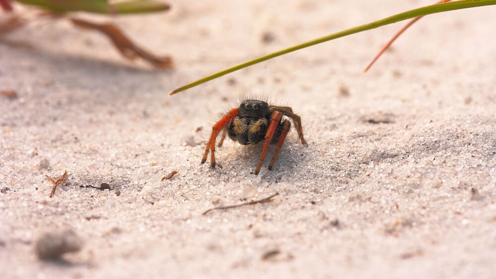 Паук - скакун ( Philaeus chrysops)