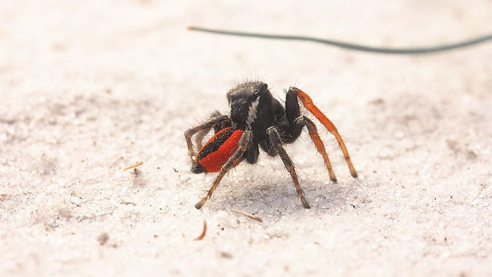 Паук - скакун ( Philaeus chrysops)