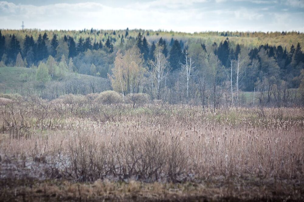 Рогоз