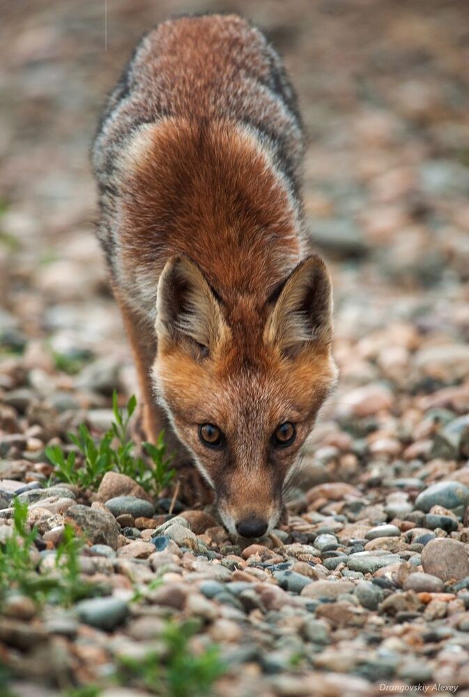 неожиданная встреча