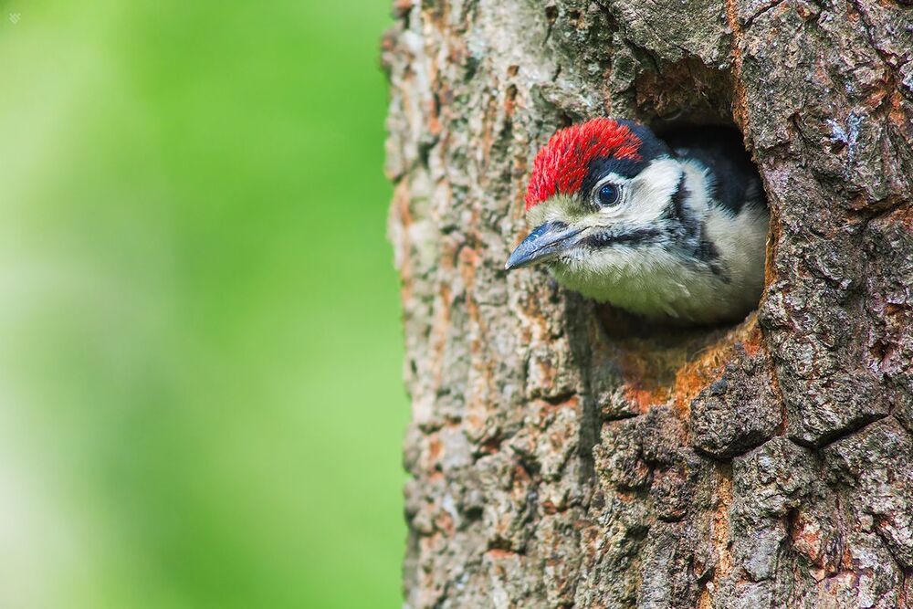 Young spotted woodpecker
