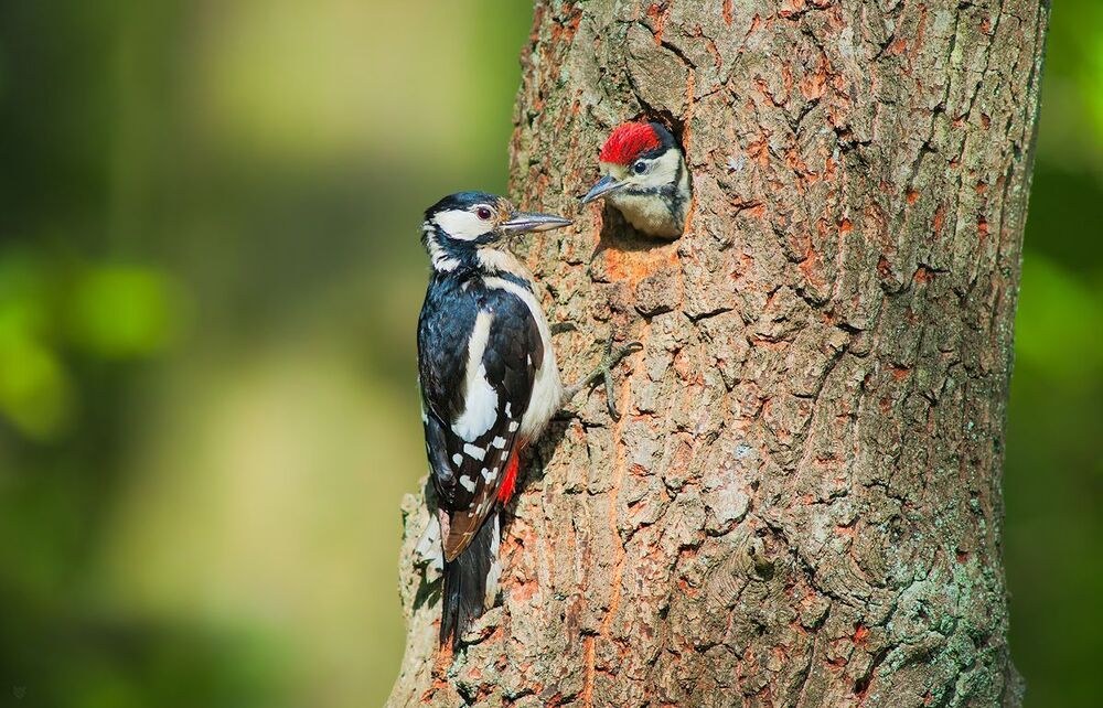 Great spotted woodpecker feeding young