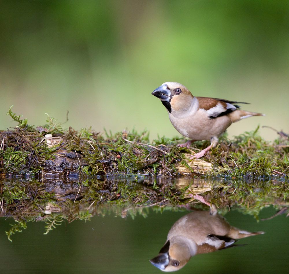 Coccothraustes coccothraustes