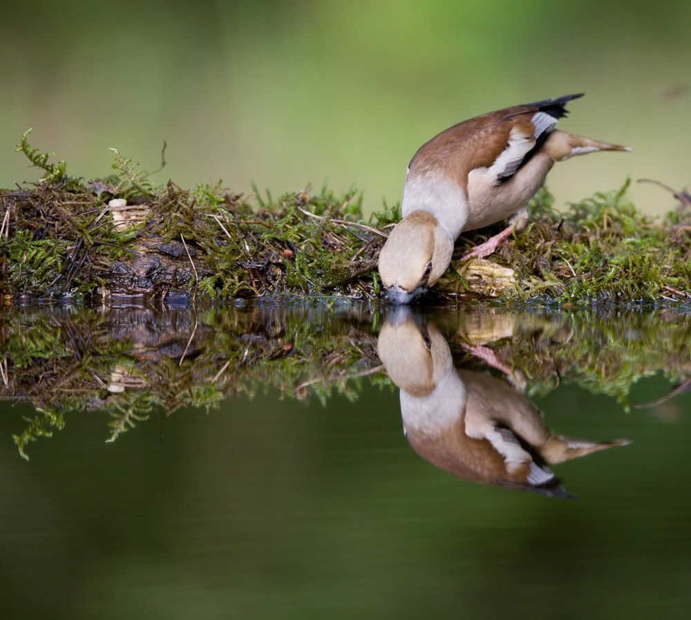 Coccothraustes coccothraustes