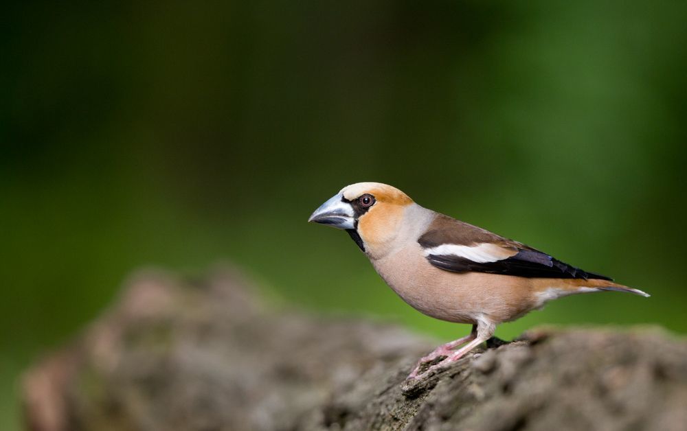 Coccothraustes coccothraustes