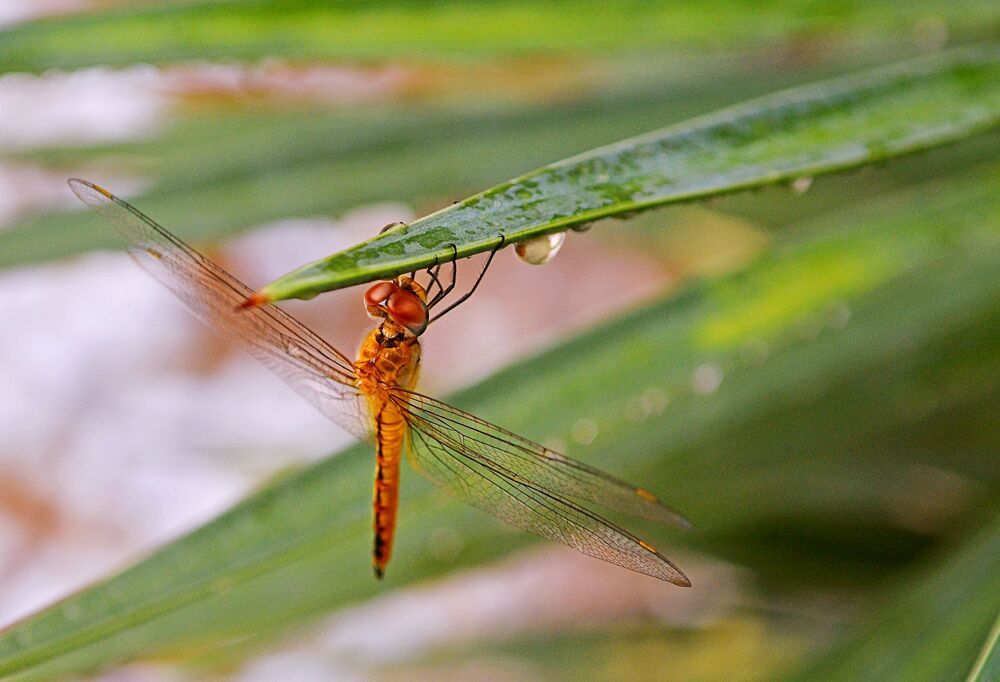 Dragonfly
