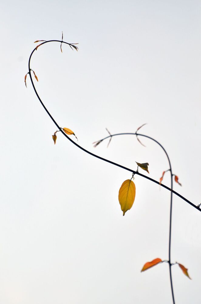 vines