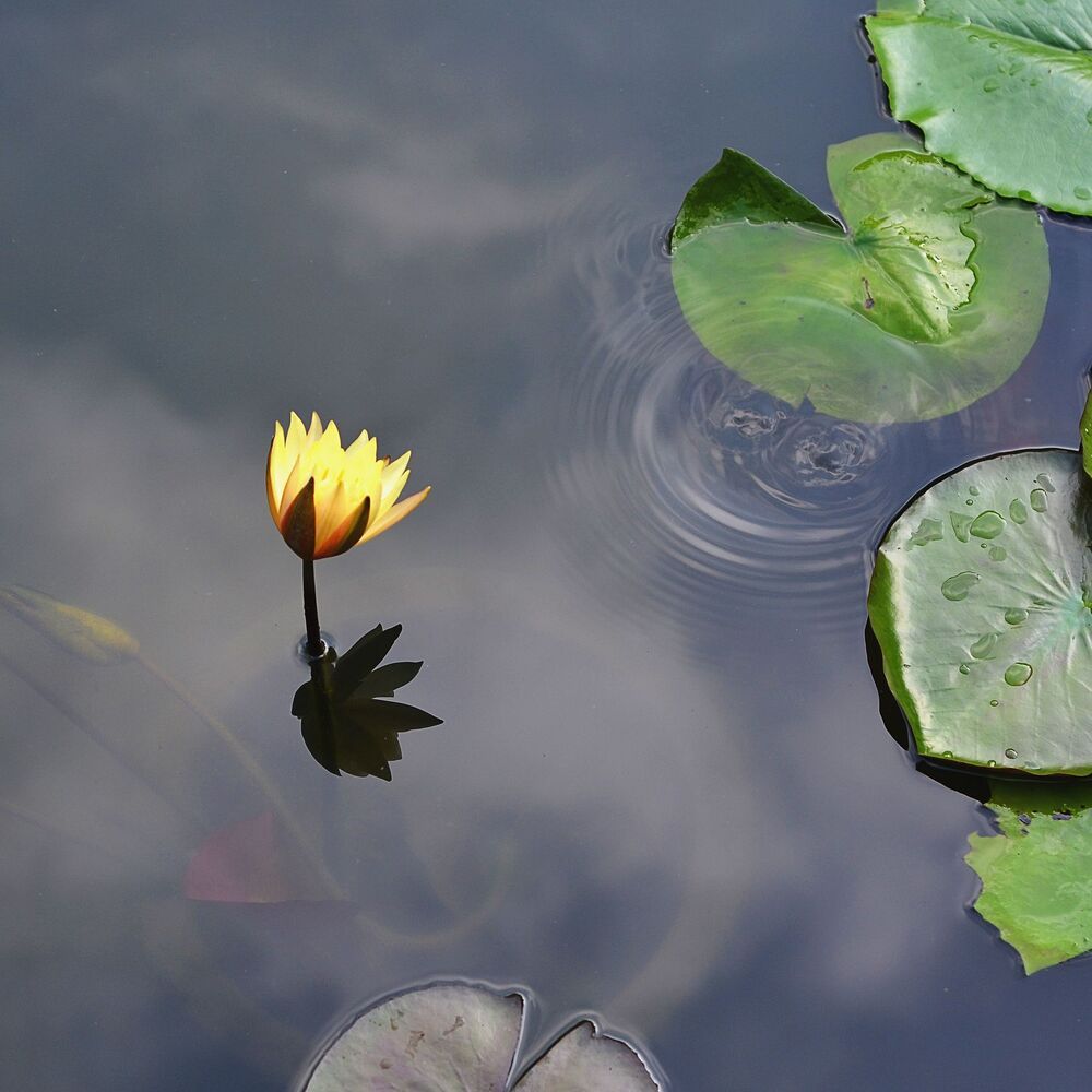 lily