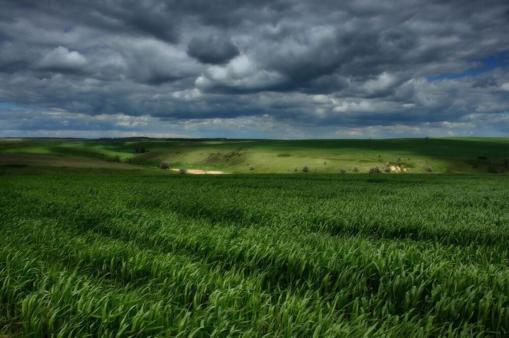 На хлебных полях