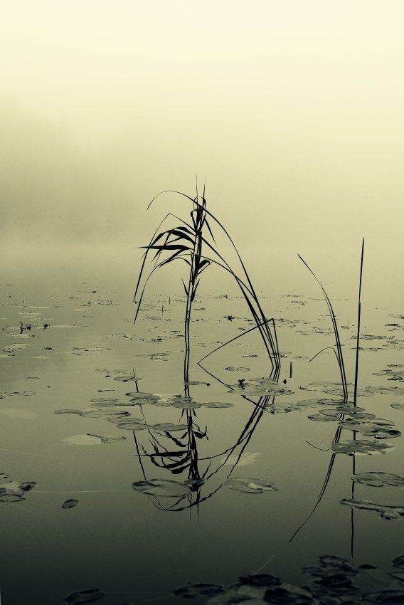 Photo 705932