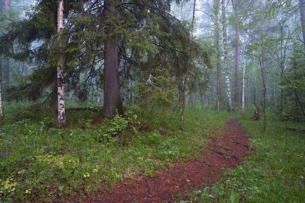 Утро в волшебном лесу