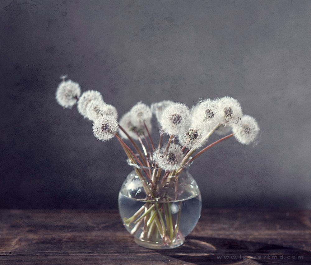 Dandelions