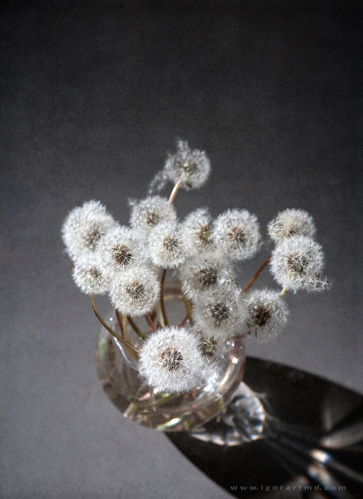 Dandelions