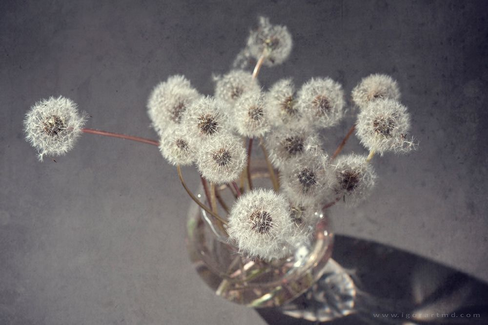 Dandelions
