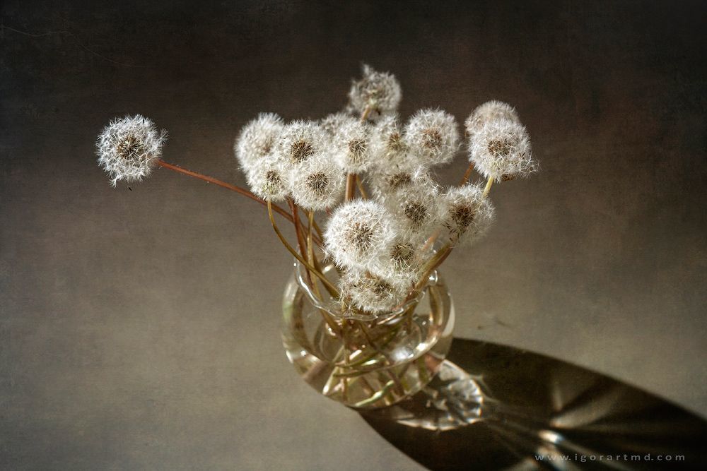 Dandelions