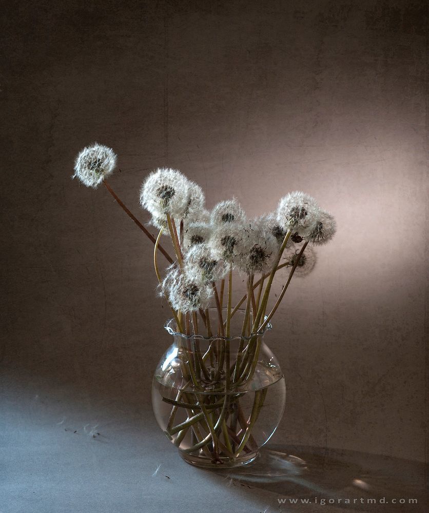 Dandelions