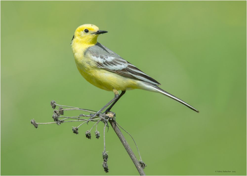 Желтоголовая трясогузка  (Motacilla citreola)