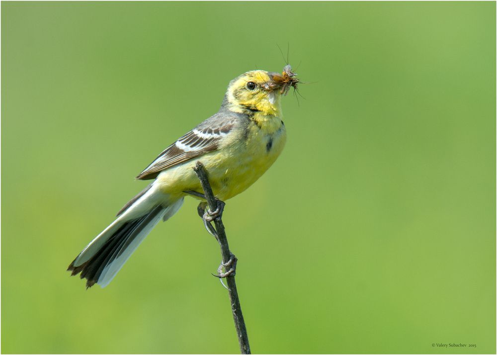 Желтоголовая трясогузка  (Motacilla citreola)