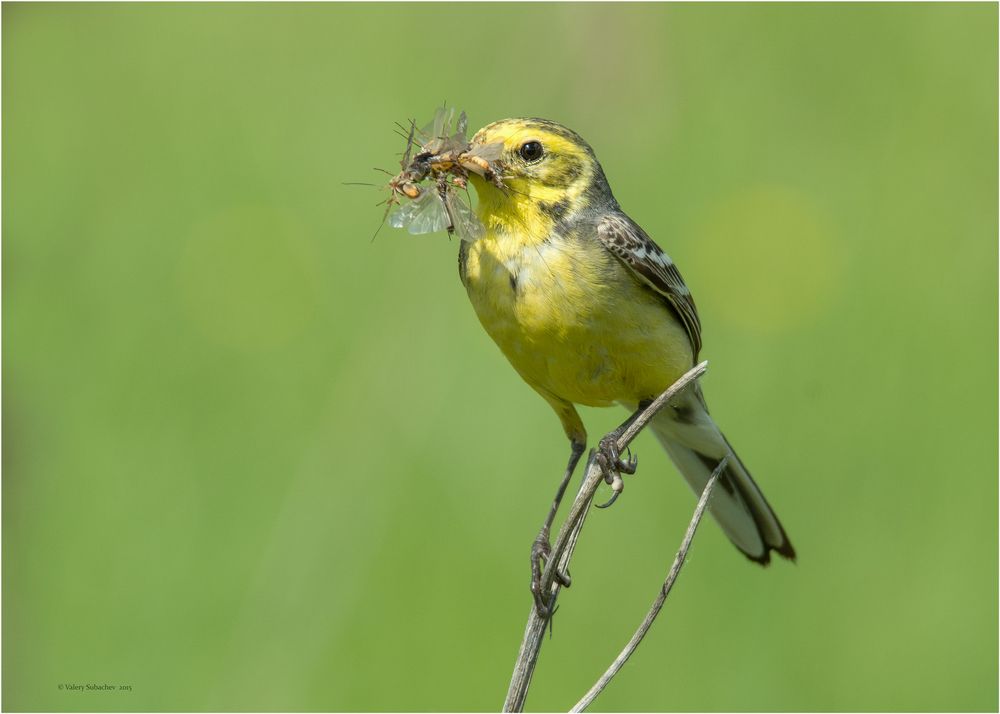 Желтоголовая трясогузка  (Motacilla citreola)