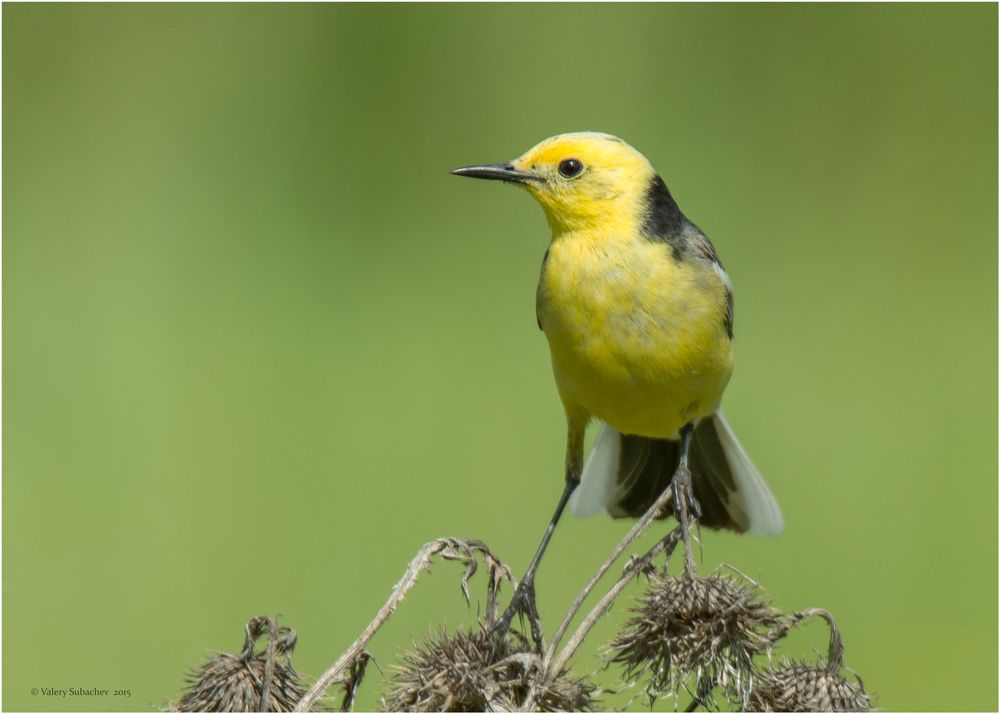 Желтоголовая трясогузка  (Motacilla citreola)