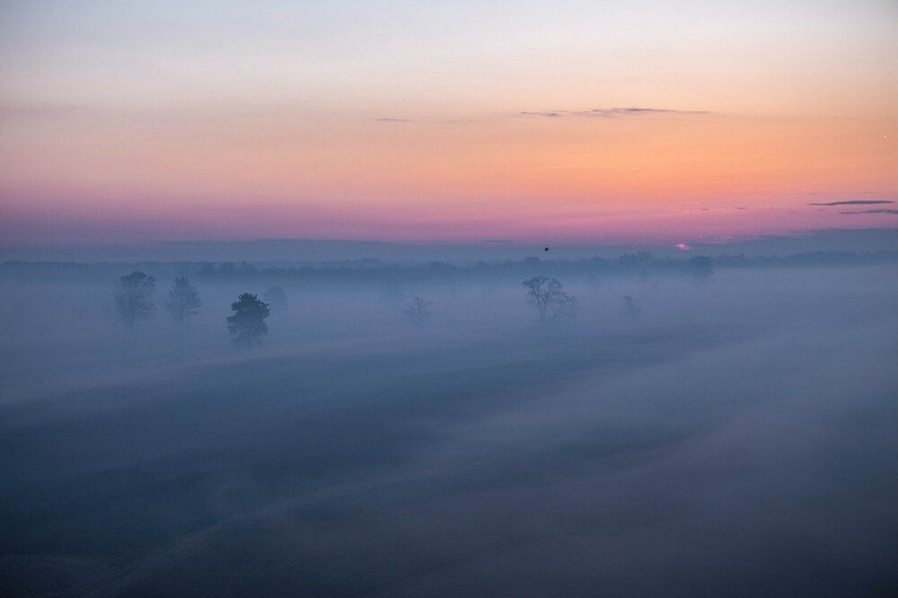 Птица в тумане