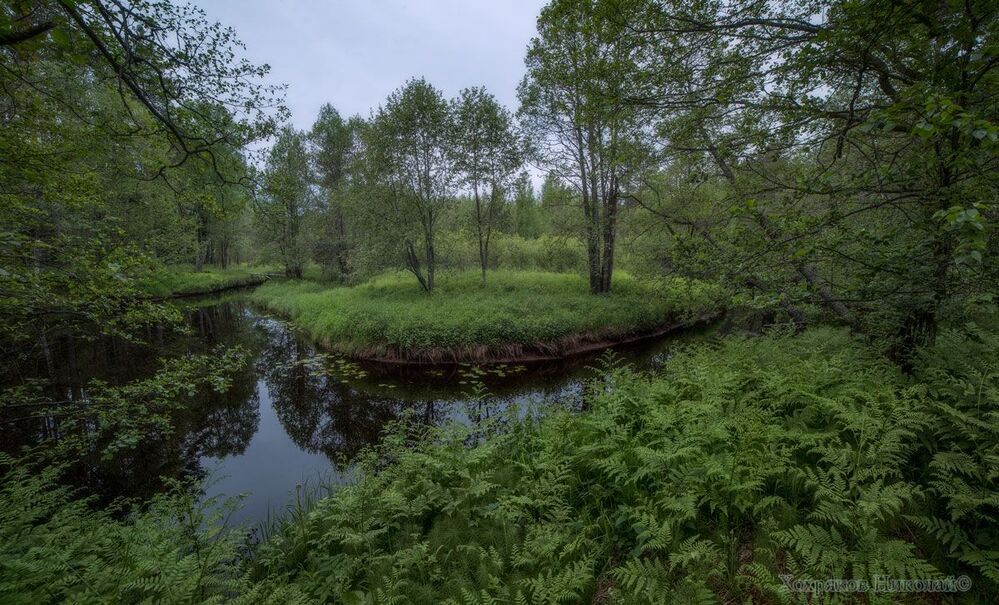 сумерки в летнем лесу...