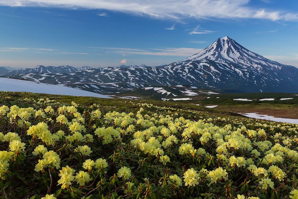 Дикая природа Камчатки