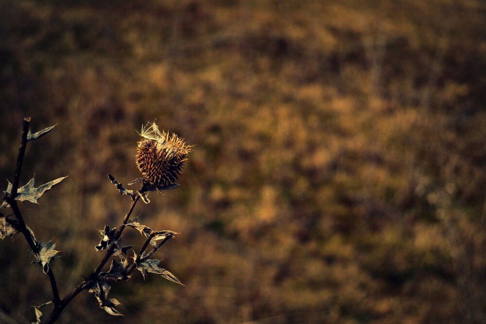 Photo 709131