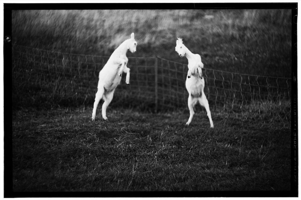 morkfoto