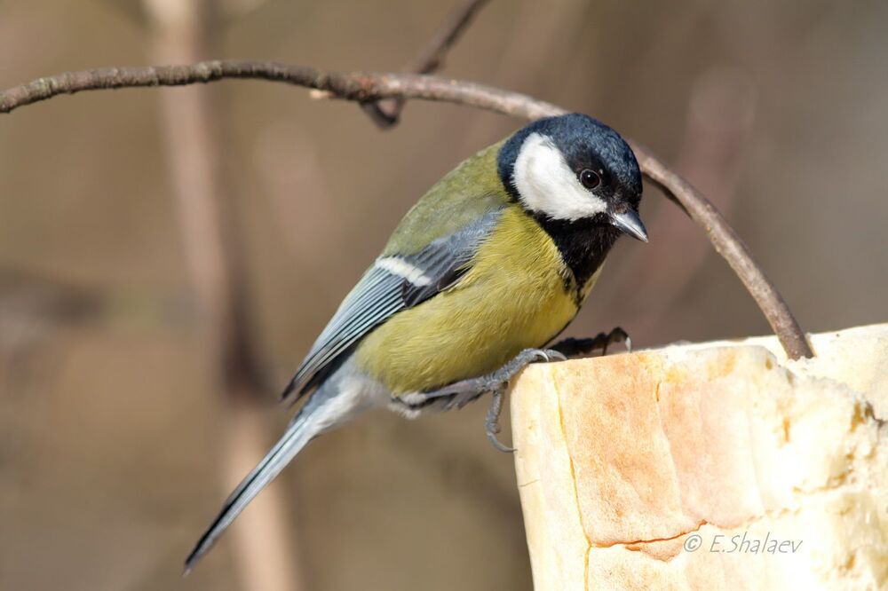 Большая синица - Parus major