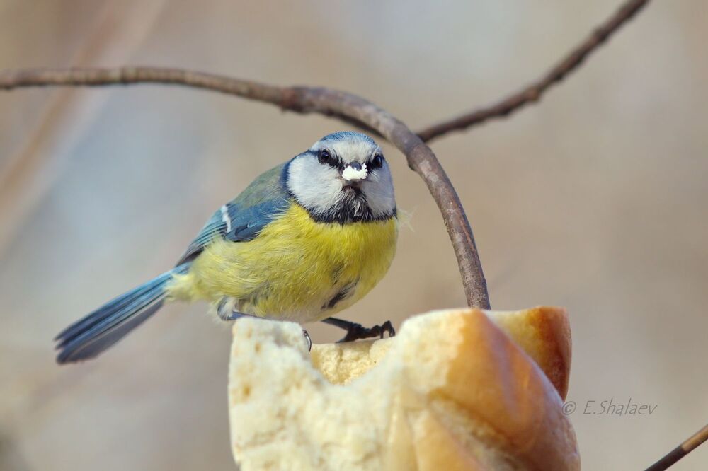 Обыкновенная лазоревка - Cyanistes caeruleus