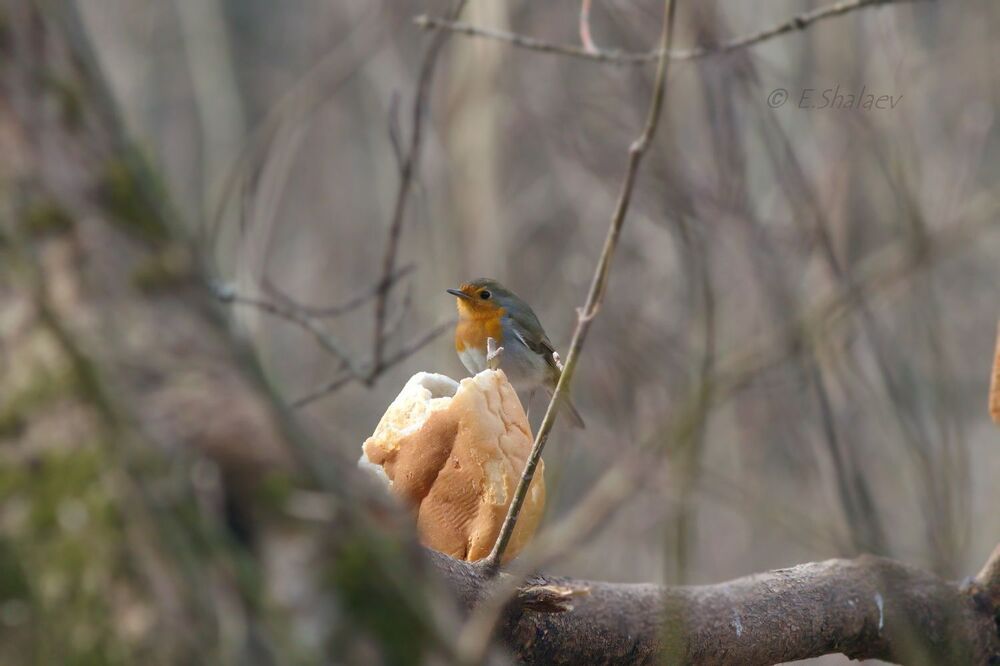 Зарянка - Erithacus rubecula