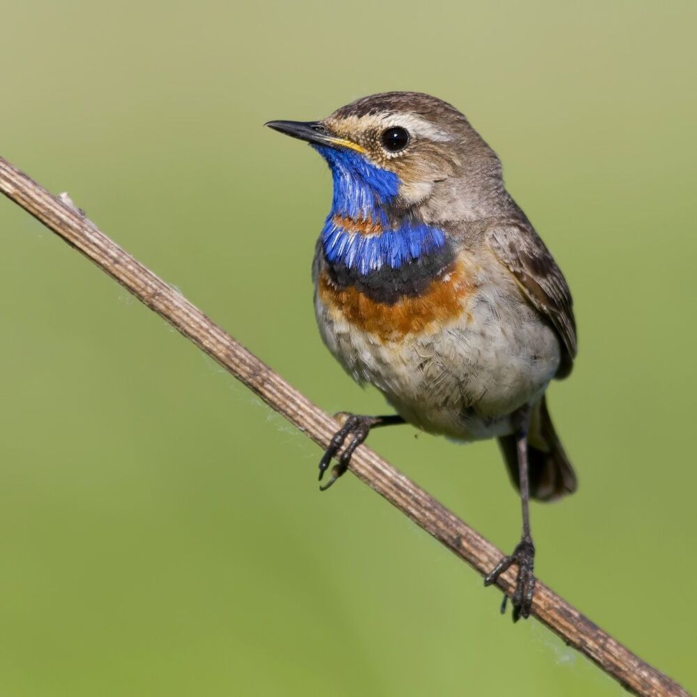 Bluethroat.
